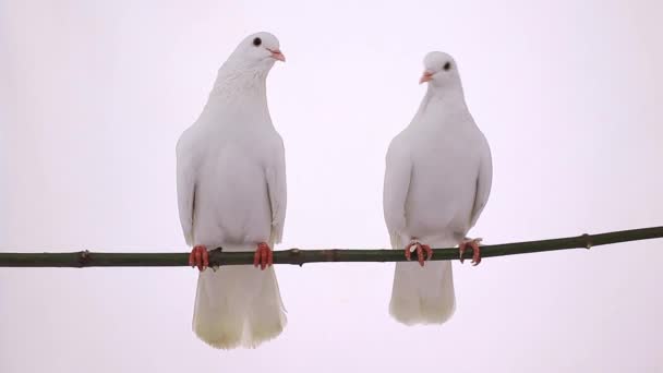 pigeons blancs sur la branche 