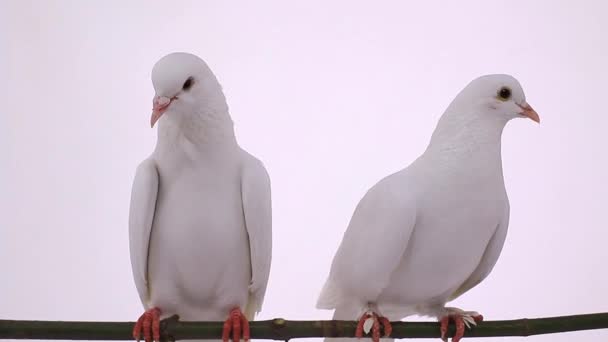 White pigeons on branch — Stock Video