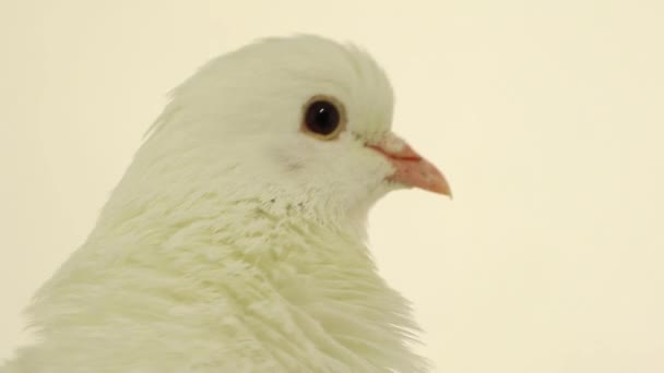 White pigeon on white — Stock Video