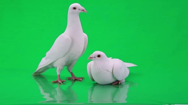 Deux pigeons blancs — Video