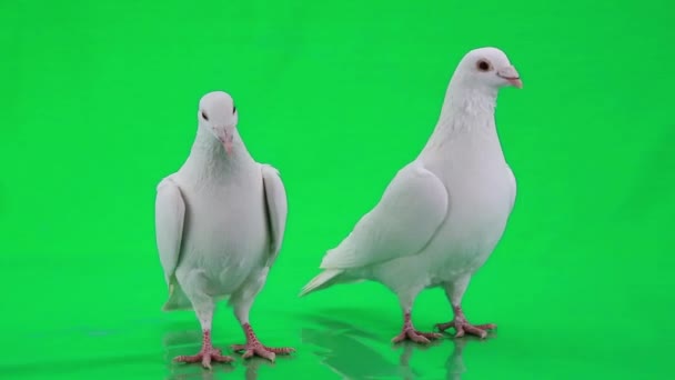 Two white pigeons — Stock Video