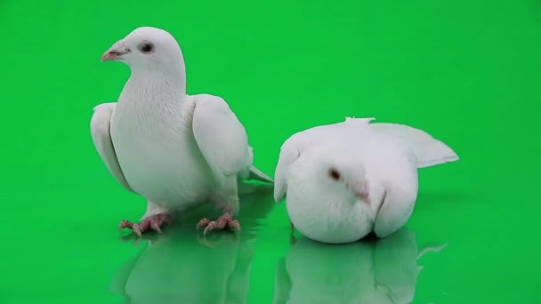 Deux pigeons blancs 