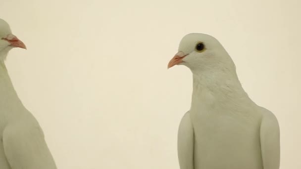 White pigeons on white — Stock Video