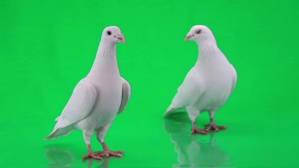 Deux pigeons blancs 