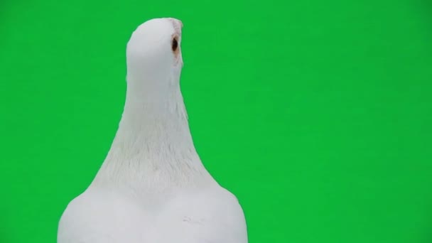 Beautiful white pigeon — Stock Video