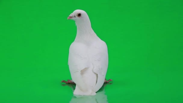 Beautiful white pigeon — Stock Video