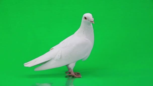 Beautiful white pigeon — Stock Video