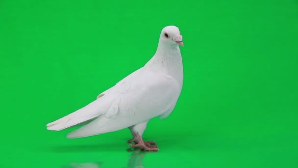 Magnifique pigeon blanc 
