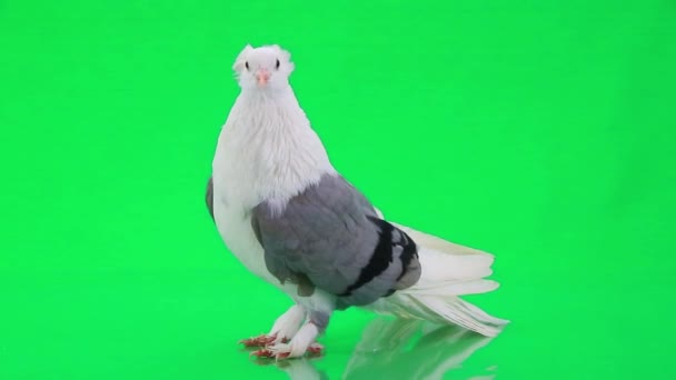 Witte duif met grijze vleugels — Stockvideo