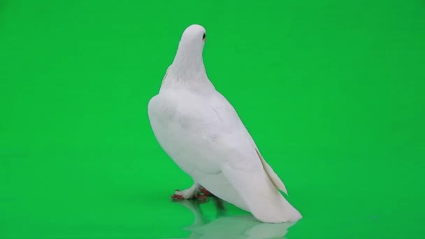 Mooie witte duif — Stockvideo