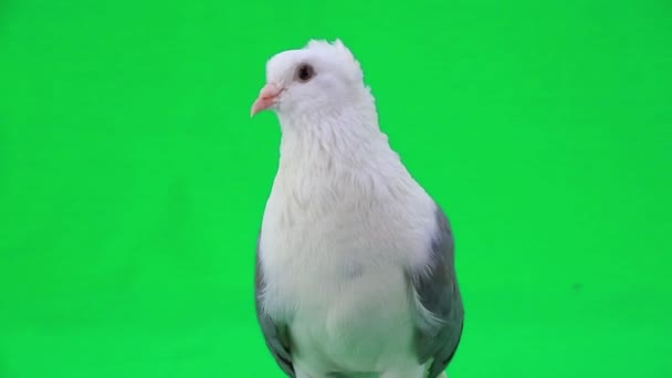 White pigeon with gray wings — Stock Video
