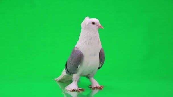 White pigeon with gray wings — Stock Video