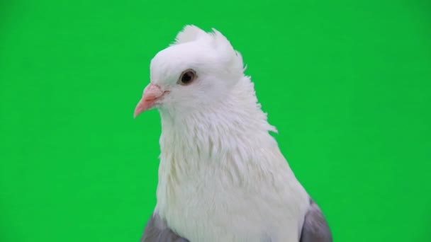 White pigeon with gray wings — Stock Video