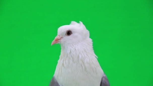 pigeon blanc aux ailes grises 