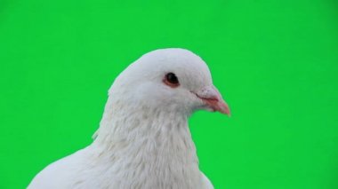 güzel beyaz güvercin
