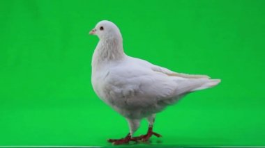 güzel beyaz güvercin