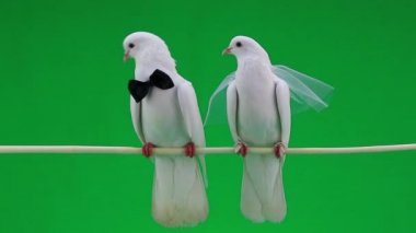 papyon ve peçe düğün güvercinler