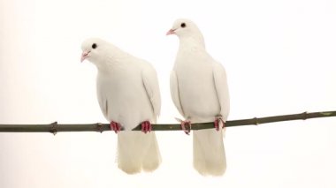 iki beyaz güvercin