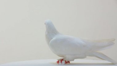 Beyaz Güvercin döndürme
