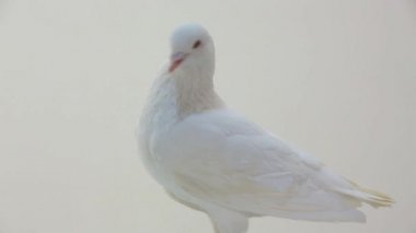 Beyaz Güvercin döndürme