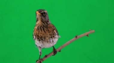 Ardıç (Turdus pilaris)