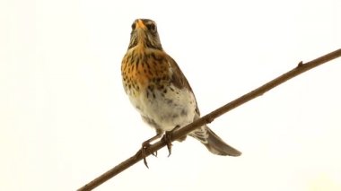 Ardıç (Turdus pilaris)