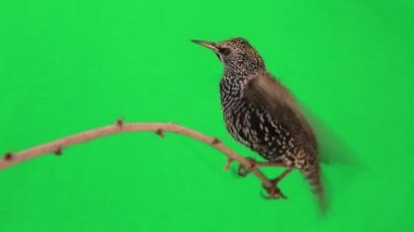 Şube üzerinde oturan sığırcık