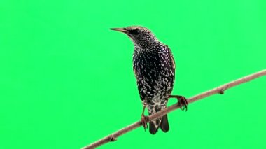 Şube üzerinde oturan sığırcık