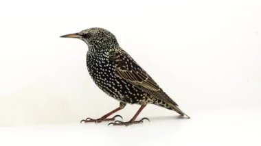 Bir Starling arka görünümü