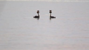 büyük tepeli batağan.