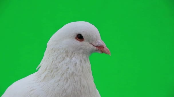 Magnifique pigeon blanc 