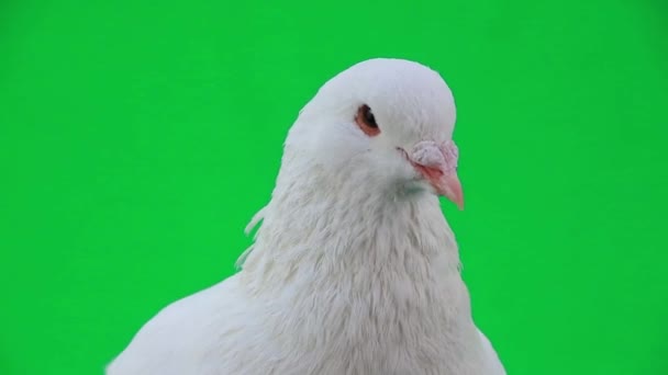 Magnifique pigeon blanc 