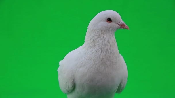 Magnifique pigeon blanc 