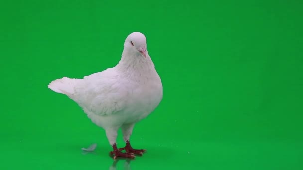 Beautiful white pigeon — Stock Video