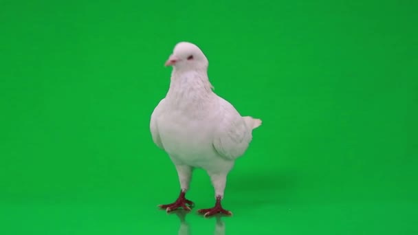 Beautiful white pigeon — Stock Video