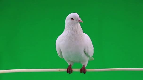Magnifique pigeon blanc 