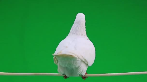 Beautiful white pigeon — Stock Video