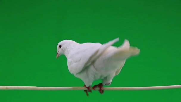 Magnifique pigeon blanc 