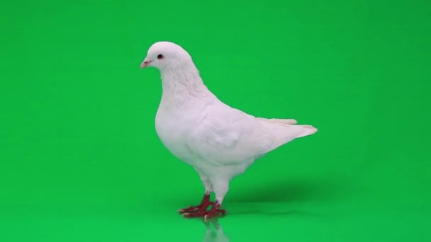 Beautiful white pigeon — Stock Video