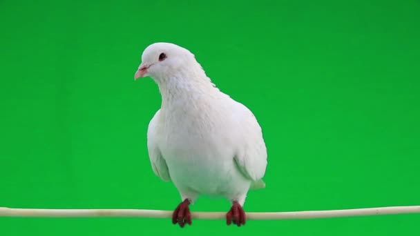 Beautiful white pigeon — Stock Video