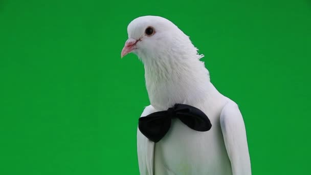 Witte bruiloft duif — Stockvideo