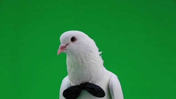 Белый свадебный голубь — стоковое видео