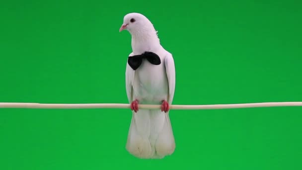 Pigeon de mariage blanc 