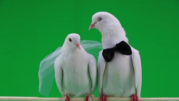 Wedding pigeons with bowtie   and veil — Stock Video