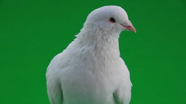Magnifique pigeon blanc 