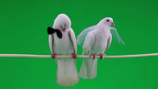 Palomas de boda con corbata y velo — Vídeos de Stock