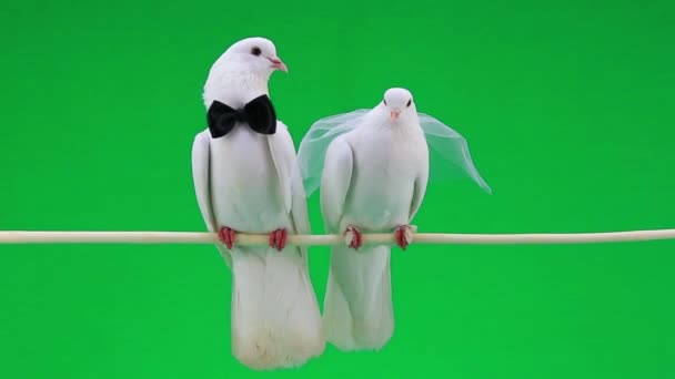 pigeons de mariage avec noeud papillon et voile 