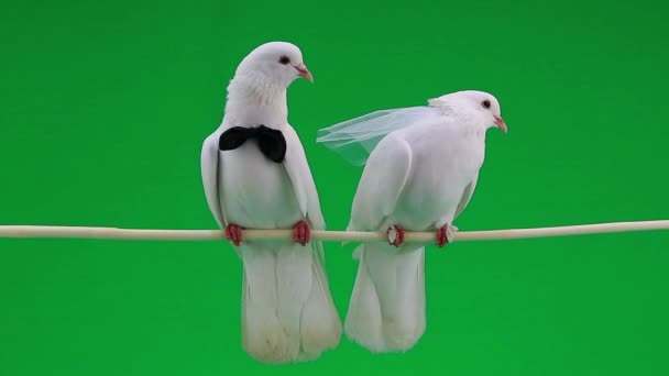 pigeons de mariage avec noeud papillon et voile 