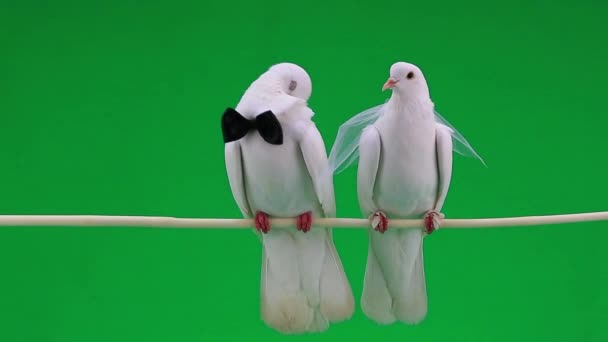Свадебные голуби с бабочкой и вуалем — стоковое видео