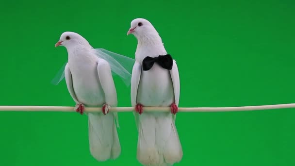 Svatební holuby s motýlek a závoj — Stock video